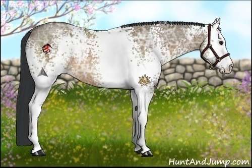 Horse Color:White Spotted Brown Ice Dun 