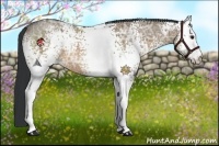 Horse Color:White Spotted Brown Ice Dun