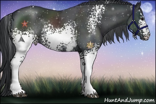 Horse Color:White Spotted Black Chinchilla Rabicano