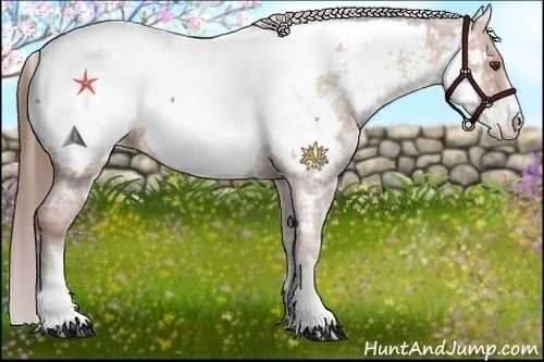 Horse Color:White Spotted Bay Appaloosa 