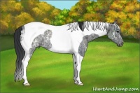 Horse Color:Black Ice Tobiano Rabicano 