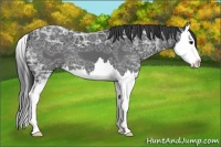 Horse Color:Smoky Black Ice Sabino Splash