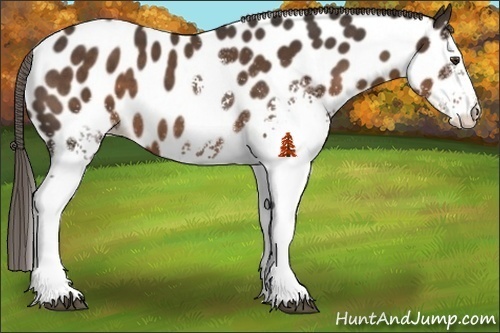 Horse Color:White Spotted Liver Chestnut Appaloosa 