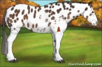 Horse Color:White Spotted Liver Chestnut Appaloosa 
