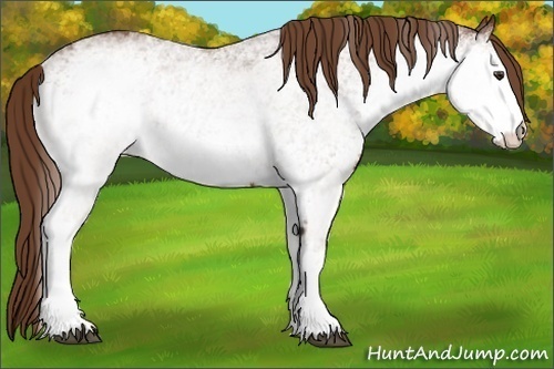 Horse Color:White Spotted Chestnut 
