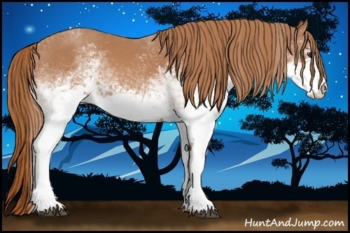 Horse Color:White Spotted Chestnut 