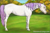 Horse Color:Painted Red Roan Appaloosa 