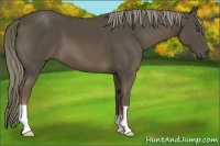 Horse Color:Liver Chestnut 