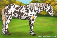 Horse Color:Liver Chestnut Sabino Splash Appaloosa  and Liver Chestnut Sabino Splash Frame Appaloosa 