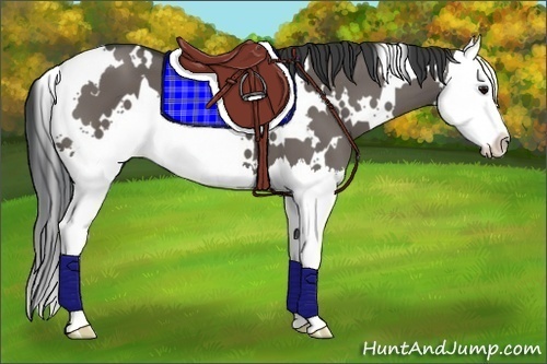 Horse Color:White Spotted Grullo Splash 