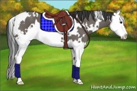 Horse Color:White Spotted Grullo Splash 