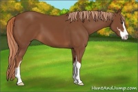 Horse Color:Chestnut Sabino