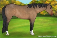 Horse Color:Brown Dun 