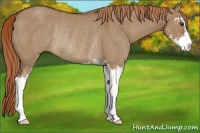 Horse Color:Red Dun Sabino Rabicano 
