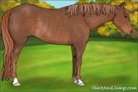 Horse Color:Chestnut Rabicano 