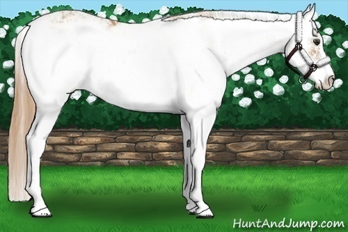 Horse Color:Chestnut Sabino 