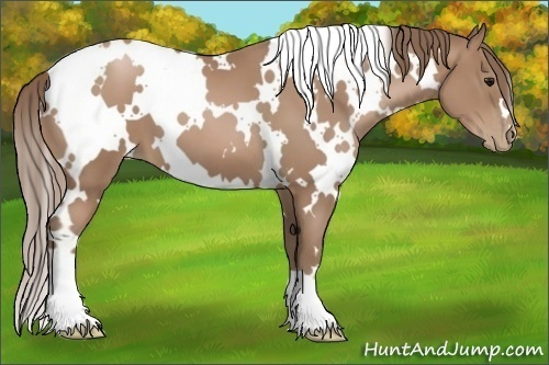 Horse Color:White Spotted Black Pearl 