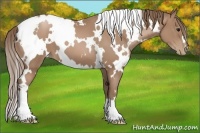 Horse Color:White Spotted Black Pearl
