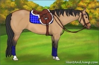 Horse Color:Bay Dun