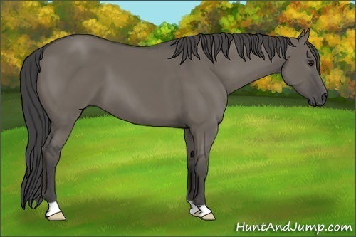 Horse Color:Smoky Grullo