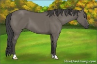 Horse Color:Smoky Grullo