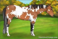 Horse Color:White Spotted Bay 