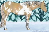 Horse Color:White Spotted Palomino 