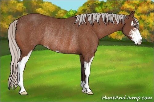 Horse Color:Silver Bay Sabino Rabicano