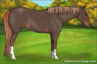 Horse Color:Liver Red Roan 