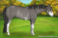 Horse Color:Grullo Sabino Rabicano