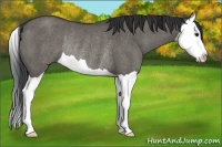 Horse Color:Grullo Splash Rabicano 