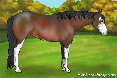Horse Color:Bay Sabino