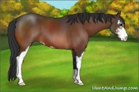 Horse Color:Bay Sabino 