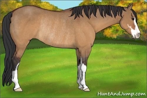 Horse Color:Brown Dun Sabino Rabicano