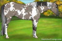 Horse Color:White Spotted Smoky Grullo