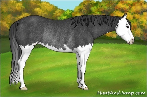 Horse Color:Black Sabino Splash Rabicano 
