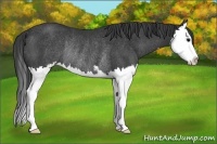 Horse Color:Black Sabino Splash Rabicano
