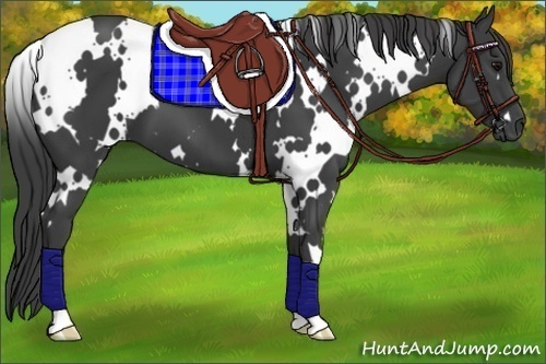 Horse Color:White Spotted Smoky Black 