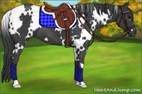 Horse Color:White Spotted Smoky Black 