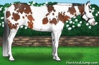 Horse Color:White Spotted Bay Sabino Splash