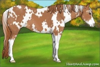Horse Color:White Spotted Chestnut Sabino