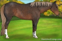 Horse Color:Liver Chestnut 