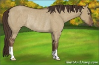 Horse Color:Liver Red Dun Rabicano 
