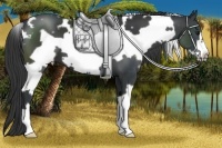 Horse Color:White Spotted Black Frame 