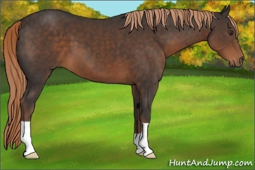 Horse Color:Liver Chestnut