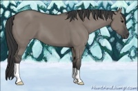 Horse Color:Grullo