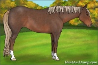 Horse Color:Liver Red Roan 