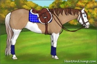 Horse Color:Red Dun Splash 