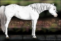 Horse Color:Liver Chestnut Sabino Splash Appaloosa and Bay Sabino Splash Appaloosa