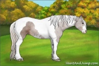 Horse Color:Silver Bay Sabino Tobiano Rabicano 